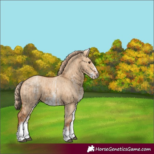 Horse Color:White Spotted Red Dun Rabicano  and White Spotted Red Dun Frame Rabicano 