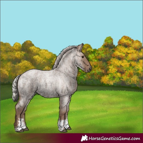 Horse Color:Silver Blue Roan Sabino 