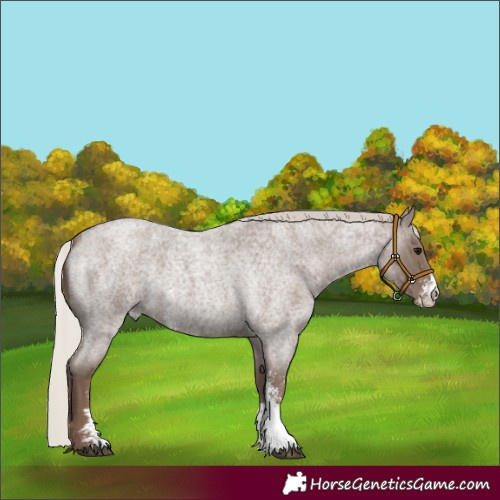 Horse Color:Silver Blue Roan Sabino 
