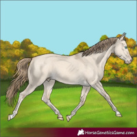 Horse Color:Perlino Dun