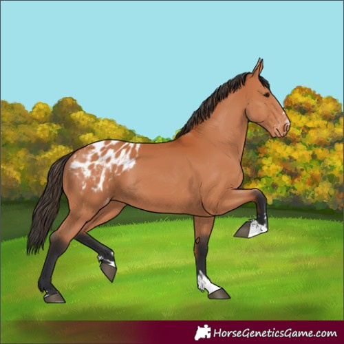 Horse Color:Bay Appaloosa