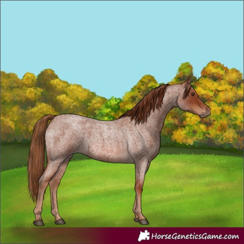 Horse Color:Red Roan