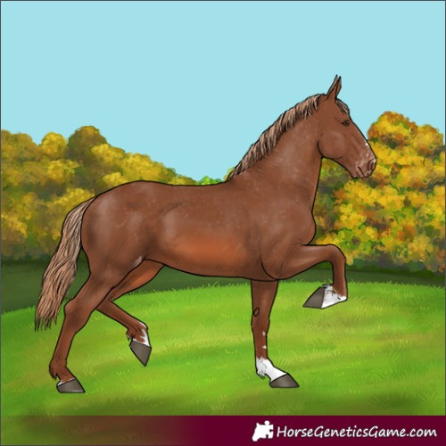 Horse Color:Chestnut Appaloosa 