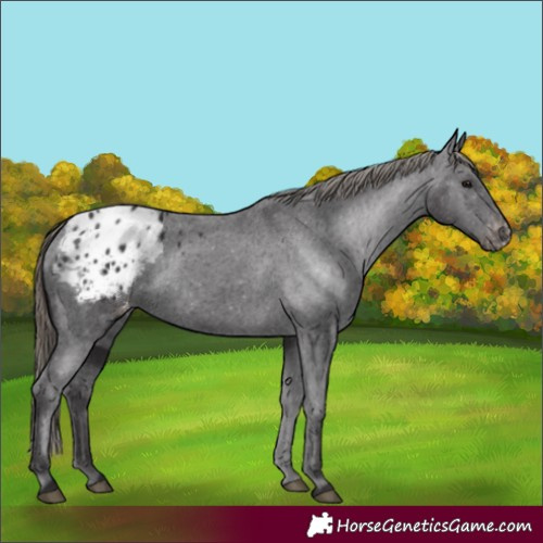 Horse Color:Smoky Black Appaloosa Rabicano 