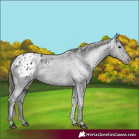 Horse Color:Smoky Black Appaloosa Rabicano 
