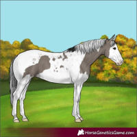 Horse Color:Grullo Splash Tobiano 