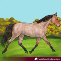 Horse Color:Bay Roan 