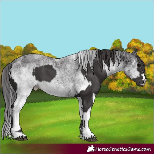 Horse Color:Smoky Black and White Spotted Smoky Black