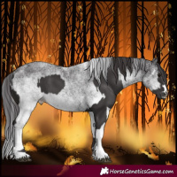 Horse Color:Smoky Black and White Spotted Smoky Black