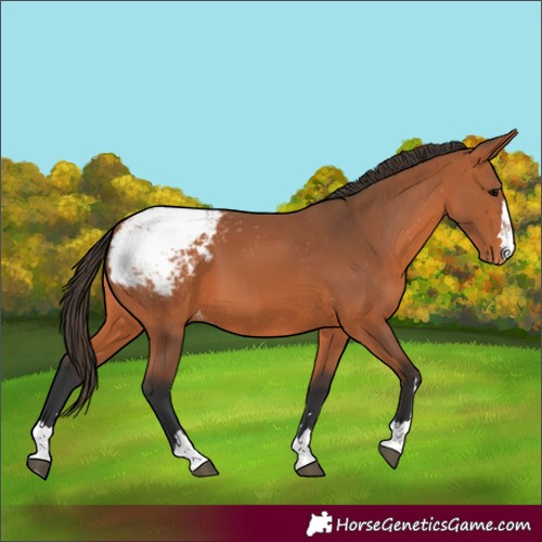 Horse Color:Bay Snowcap 