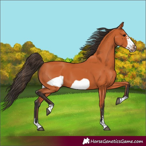 Horse Color:Bay Frame 