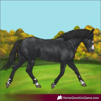 Horse Color:Black Varnish Rabicano 
