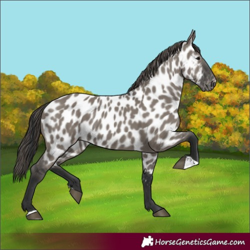 Horse Color:Grullo Appaloosa