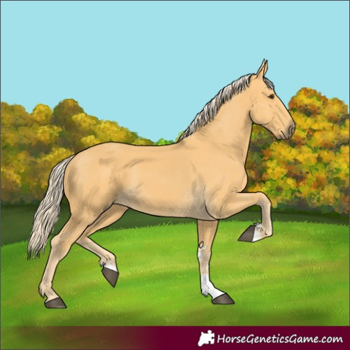 Horse Color:Palomino 