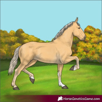 Horse Color:Palomino