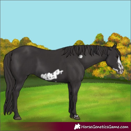 Horse Color:Smoky Black  and Smoky Black Frame 