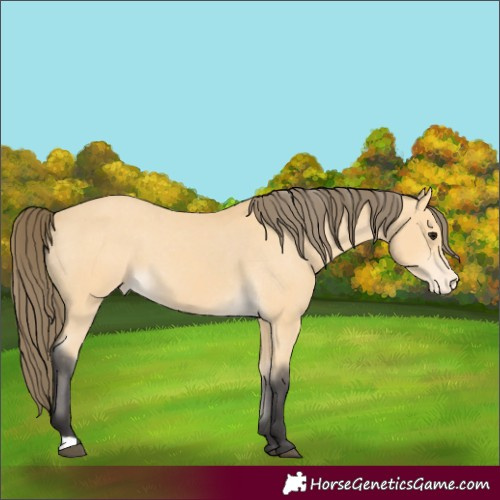 Horse Color:Buckskin Varnish 
