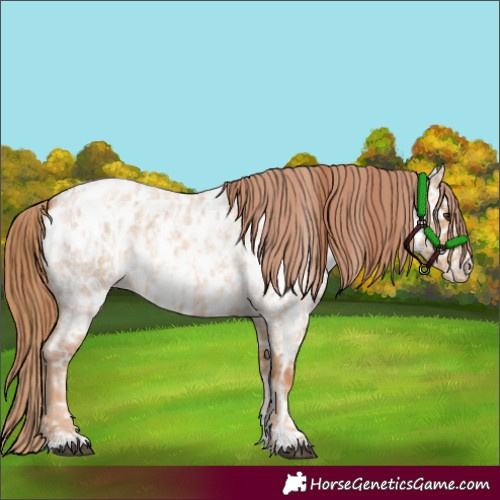 Horse Color:Red Dun Roan Near Leopard and Red Dun Roan Near Leopard