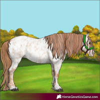 Horse Color:Red Dun Roan Appaloosa and Red Dun Roan Appaloosa
