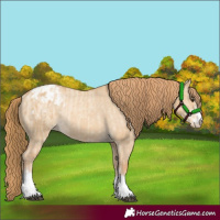 Horse Color:Red Dun Appaloosa  and Red Dun Appaloosa Rabicano 