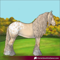 Horse Color:Palomino Dun Appaloosa  and Gray Palomino Dun Appaloosa 