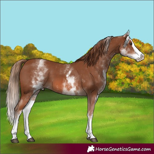 Horse Color:White Spotted Chestnut Splash 