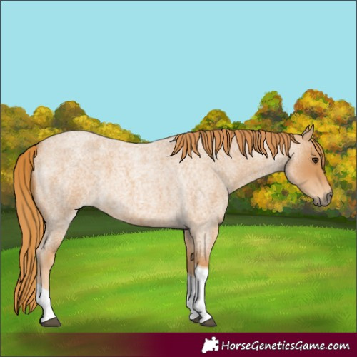 Horse Color:Red Roan Tobiano 