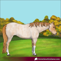 Horse Color:Red Roan Tobiano 