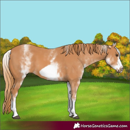 Horse Color:White Spotted Chestnut Frame 