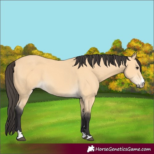 Horse Color:Buckskin 