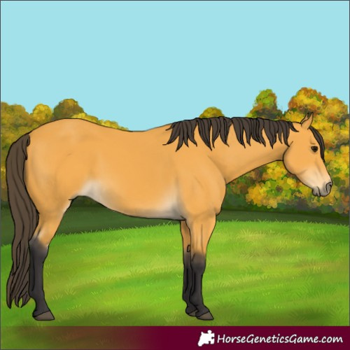 Horse Color:Buckskin 