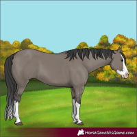 Horse Color:Grullo Splash 