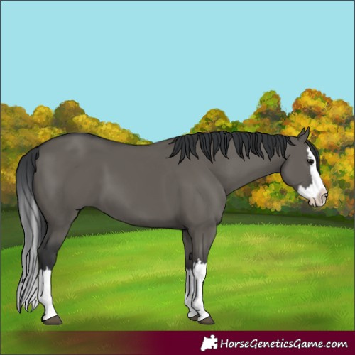Horse Color:Grullo Splash 
