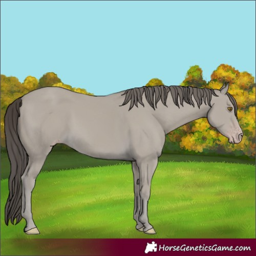 Horse Color:Classic Cream Champagne 