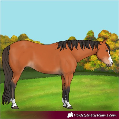 Horse Color:Bay 