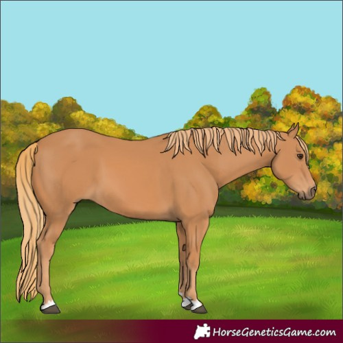 Horse Color:Chestnut 
