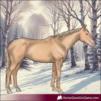 Horse Color:Gold Champagne