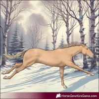 Horse Color:Gold Champagne 