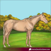 Horse Color:Gold Champagne 