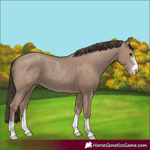 Horse Color:Classic Champagne 