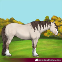 Horse Color:Amber Champagne Dun 