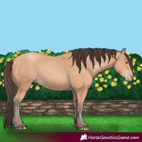 Horse Color:Amber Champagne Rabicano 