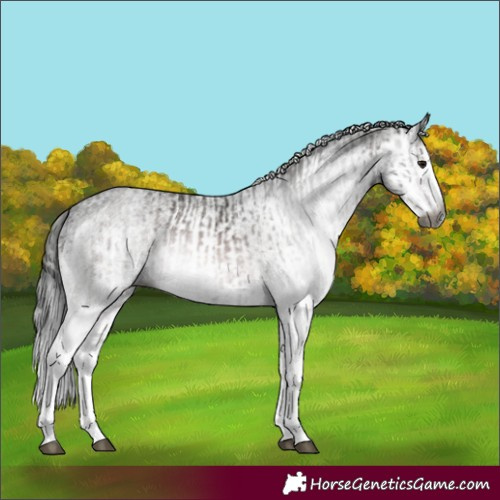 Horse Color:Gray White Spotted Bay Splash  and Gray White Spotted Bay Splash 