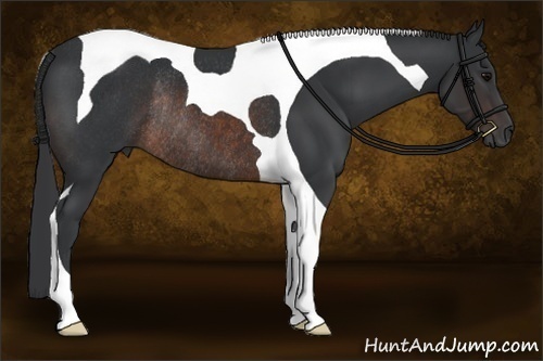 Horse Color:Brown Tobiano Rabicano