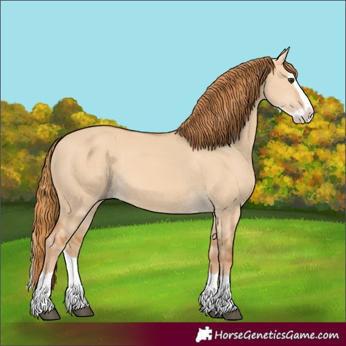 Horse Color:Red Dun Splash