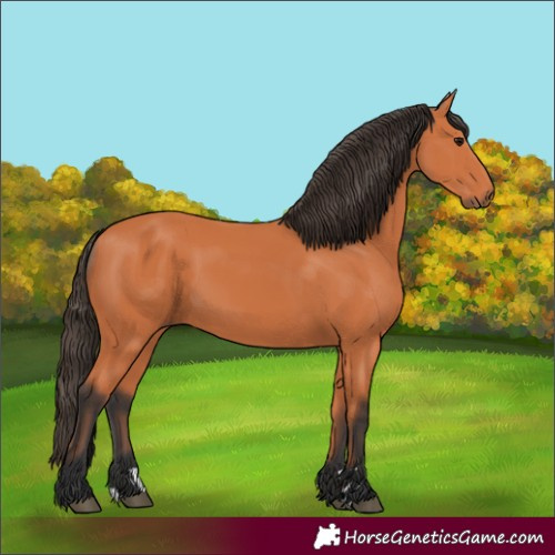 Horse Color:Bay 