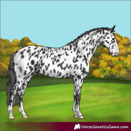 Horse Color:Black Appaloosa