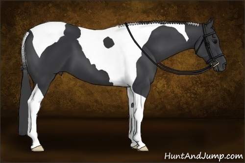Horse Color:Black Tobiano 