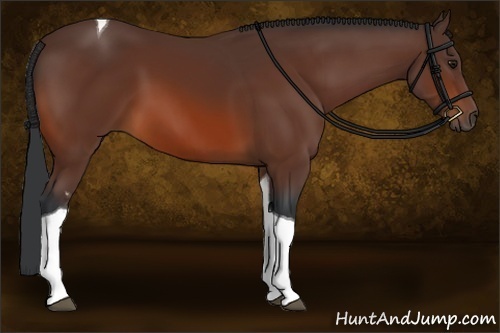 Horse Color:Bay Tobiano 