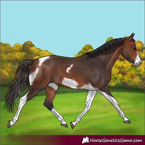 Horse Color:Bay Tobiano Frame 